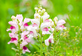 Attēlu rezultāti vaicājumam “Antirrhinum majus flower”