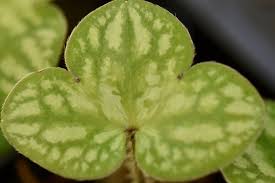 Attēlu rezultāti vaicājumam “Hepatica nobilis leaf”