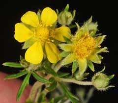 Image result for Potentilla argentea
