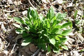 Attēlu rezultāti vaicājumam “Hesperis matronalis leaf”