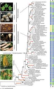 Attēlu rezultāti vaicājumam “Heyderia abietis”