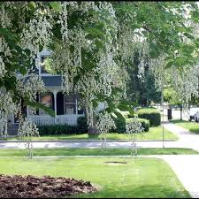 Attēlu rezultāti vaicājumam “Cladrastis kentukea”