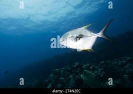 Image result for Trachinotus falcatus