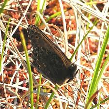 Attēlu rezultāti vaicājumam “Oeneis jutta underside”