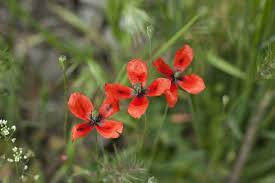 Attēlu rezultāti vaicājumam “Papaver argemone leaf”