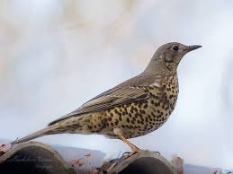 Attēlu rezultāti vaicājumam “Turdus viscivorus”