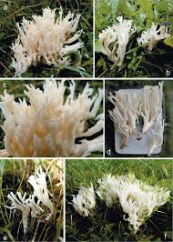 Attēlu rezultāti vaicājumam “Ramariopsis crocea”