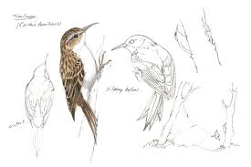 Attēlu rezultāti vaicājumam “Certhia familiaris adult”