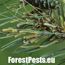 Attēlu rezultāti vaicājumam “Diprion pini male”