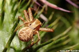 Attēlu rezultāti vaicājumam “Xysticus bifasciatus female”