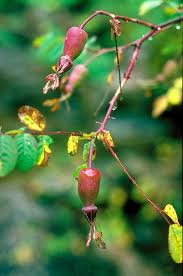 Attēlu rezultāti vaicājumam “Rosaceae”