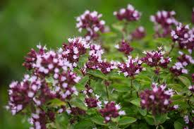 Attēlu rezultāti vaicājumam “Origanum vulgare leaf”