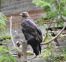 Attēlu rezultāti vaicājumam “Aquila chrysaetos”