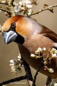 Attēlu rezultāti vaicājumam “Coccothraustes coccothraustes”