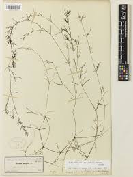 Attēlu rezultāti vaicājumam “Najas major”