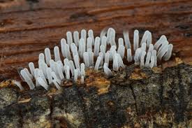 Attēlu rezultāti vaicājumam “Ceratiomyxa fruticulosa macro”