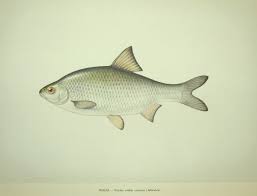 Image result for Rutilus caspicus