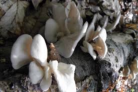 Attēlu rezultāti vaicājumam “Crepidotus applanatus”