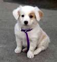 buy dogs