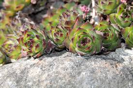 Attēlu rezultāti vaicājumam “Jovibarba globifera flower”
