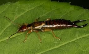 Attēlu rezultāti vaicājumam “Forficula auricularia”