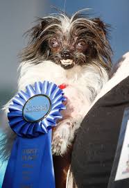 Image result for ugliest dog