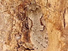 Attēlu rezultāti vaicājumam “Semioscopis steinkellneriana”