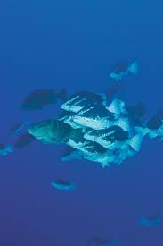 Image result for Polysteganus undulosus