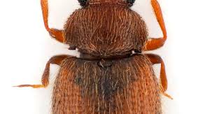 Attēlu rezultāti vaicājumam “Dienerella elongata”