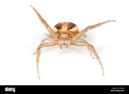 Attēlu rezultāti vaicājumam “Xysticus ulmi”