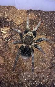 Attēlu rezultāti vaicājumam “Ptinus sp. female”