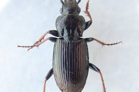 Attēlu rezultāti vaicājumam “Pterostichus oblongopunctatus”