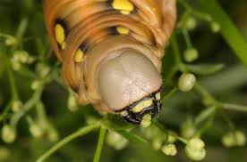 Attēlu rezultāti vaicājumam “Hyles gallii larva”