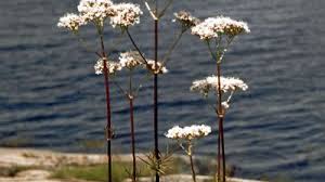 Attēlu rezultāti vaicājumam “Valeriana officinalis flower”