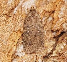 Attēlu rezultāti vaicājumam “Agonopterix heracliana”