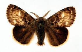 Attēlu rezultāti vaicājumam “Gynaephora selenitica”