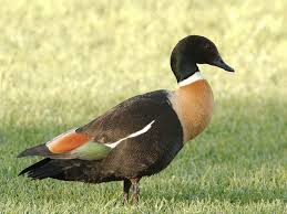 Attēlu rezultāti vaicājumam “Tadorna tadorna male”