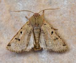 Attēlu rezultāti vaicājumam “Agrochola litura imago”