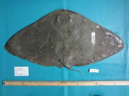 Image result for Gymnura altavela