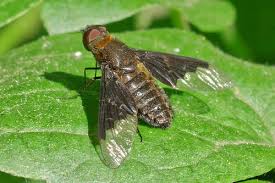 Attēlu rezultāti vaicājumam “Hemipenthes morio”