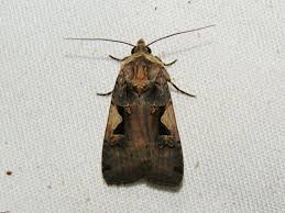 Attēlu rezultāti vaicājumam “Xestia c-nigrum”