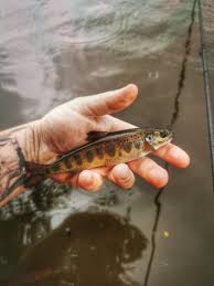 Image result for Runnymede Angling Association