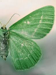 Attēlu rezultāti vaicājumam “Thetidia smaragdaria”