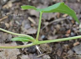 Attēlu rezultāti vaicājumam “Fallopia convolvulus”