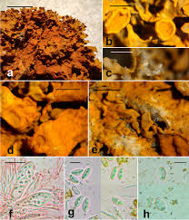 Attēlu rezultāti vaicājumam “Xanthoria fulva”