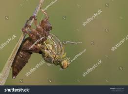 Attēlu rezultāti vaicājumam “Libellula quadrimaculata larva”