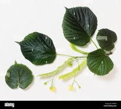 Attēlu rezultāti vaicājumam “Tilia x moltkei leaf”