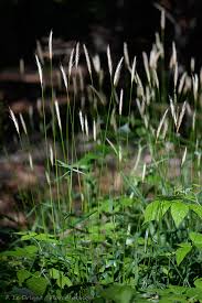 Attēlu rezultāti vaicājumam “Hordelymus europaeus”