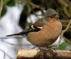 Attēlu rezultāti vaicājumam “Fringilla coelebs male”