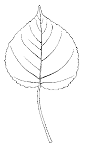 Attēlu rezultāti vaicājumam “Populus x jackii leaf”